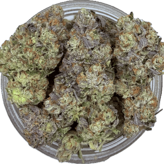 Gastopia by Gas Godz (Exclusive) (November)