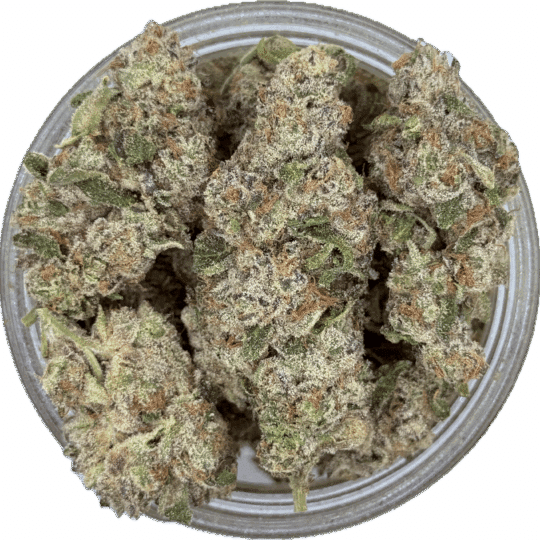 Zingaro by Gas Godz (Exclusive) (November)