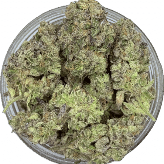 Zingaro by Gas Godz (Exclusive) (April Batch)