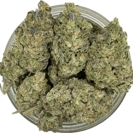 Rotten Rozay by Paid By Pounds